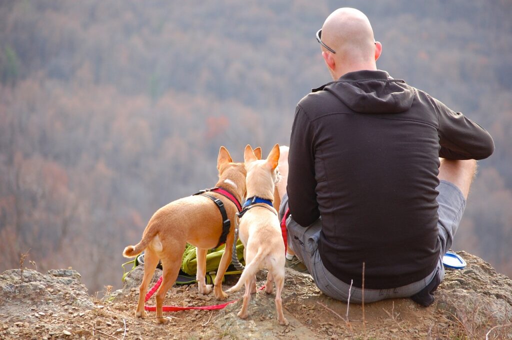 camping with your dog