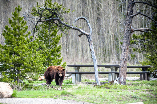 How to Keep Animals Away While Camping