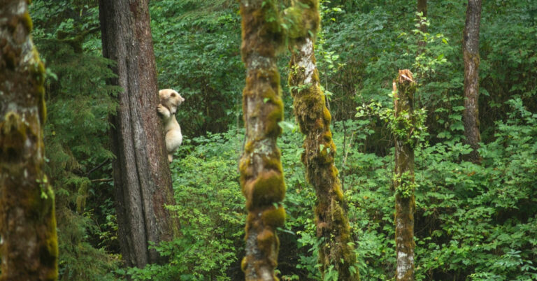 great-bear-rainforest-1