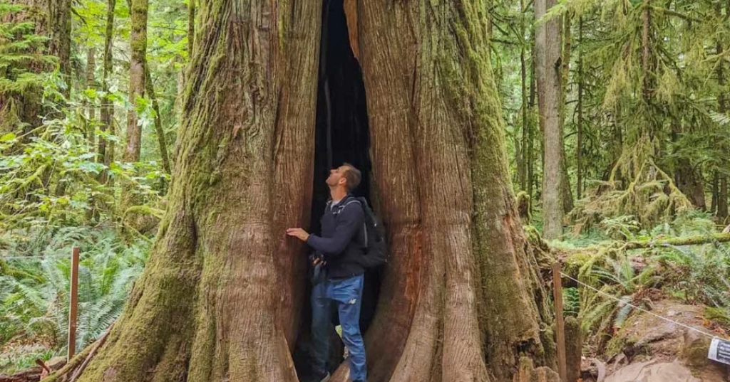 Daniel-stands-in-the-trunk-of-a-tree-at-Cathedral-Grove-Vancouver-Island.jpg-2