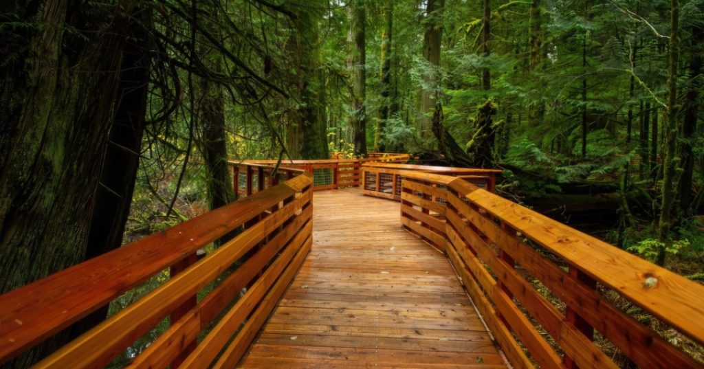 cathedral-grove-gigapixel-standard-scale-3-00x-2